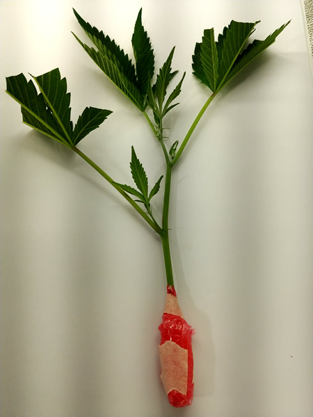 Socal Seed Vault snips ready for your cloner.