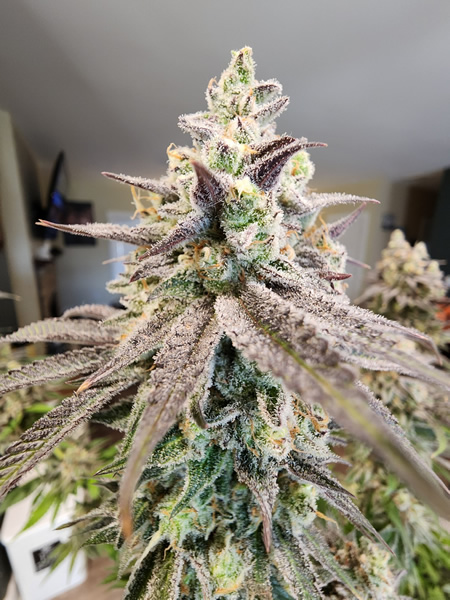 Sugar Cane S1 x Exaltation by Socal Seed Vault - Grayway 5 Sugar Cane S1 x Exaltation #6 by Socal Seed Vault cultivated by Master grower Grayway