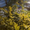 Alter-Ego-genetics-08-OG-Kush-2 Old School OG Kush is a fire cannabis strain grown from seed. It's aggressive and gets huge as you can see in the picture.