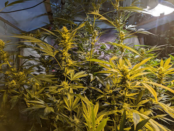 Alter-Ego-genetics-08-OG-Kush-2 Old School OG Kush is a fire cannabis strain grown from seed. It's aggressive and gets huge as you can see in the picture.