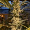 Alter-Ego-genetics-08-OG-Kush-SM Old School OG Kush cannabis Seeds by Alter Ego Genetics