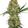 Hindu_Kush_Sensi_Seeds Hindu Kush cannabis Seeds by Sensi Seeds, Picture of their bud and Hindu Kush Written behind it