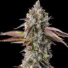 strawberry-skrilla-Compound-Genetics Strawberry Skrilla by Compound Genetics. Picture of a big bud