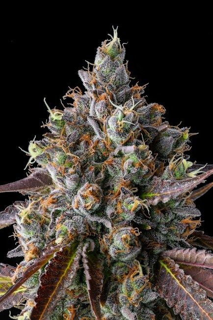 strawberry-skrilla-Compound-Genetics-3 Compound Genetics - Experience the potent and flavorful Strawberry Skrilla.