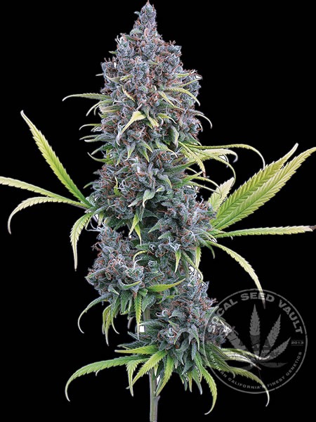 Brothers_Grimm_Durban_Thai_C99_Socal_Seed_Vault_1 Brothers Grimm Durban Thai x C99 fully Grown out and buds covered in Frost.