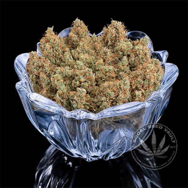Brothers_Grimm_Durban_Thai_C99_Socal_Seed_Vault_3 Brothers Grimm Durban Thai x C99 Bowl of Buds.