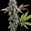 C99 Cannabis Seeds by Brother Grimm a nice bud and cola