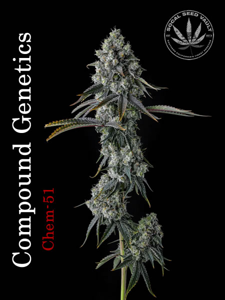 Chem_51_Compound_Genetics Picture of Chem 51 by Compound Genetics. Cannabis Seeds Available now. Socal Seed Vault