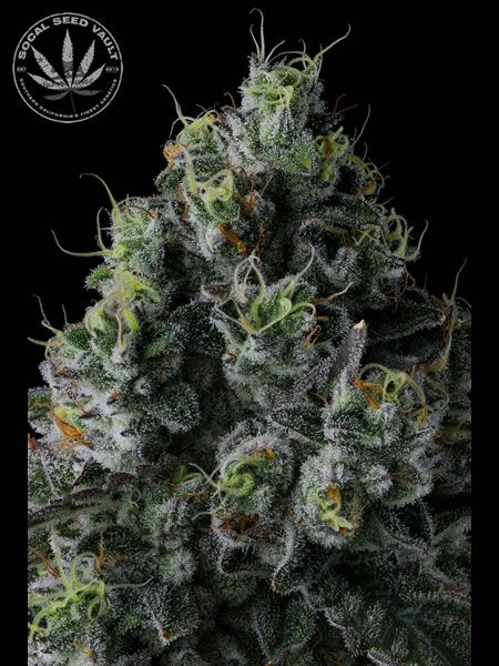 Picture of Chem 51 by Compound Genetics. Cannabis Seeds Available now. Socal Seed Vault