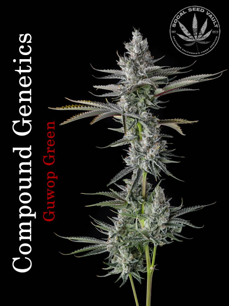 Compound_Genetics_Guwop_Green Guwop Green by Compound Genetics