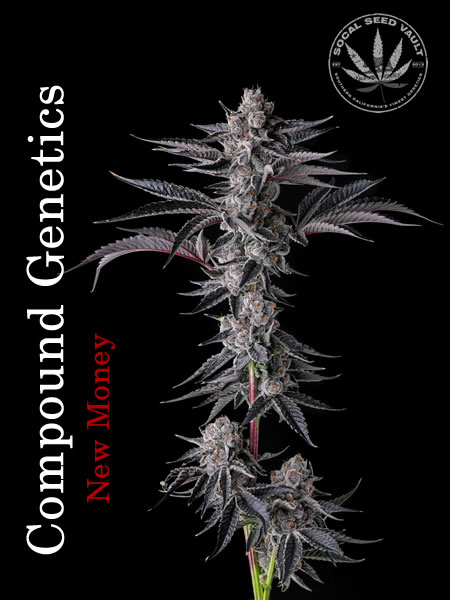 New_Money_By_Compound_Genetics_ New Money cannabis strain by Compound Genetics. A close-up of a bud showcasing its vibrant colors and dense trichome coverage, glistening with resin.