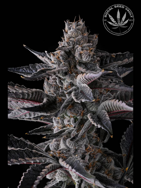New Money cannabis strain by Compound Genetics. A close-up of a bud showcasing its vibrant colors and dense trichome coverage, glistening with resin.