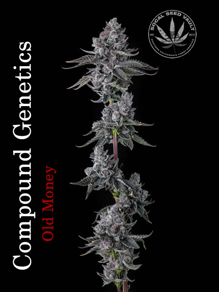 Old_Money_By_Compound_Genetics_ Picture of Old Money Strain by Compound Genetics. Its trichromes glistening with a Back Back Ground. Cannabis Seeds