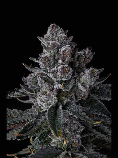 Picture of Old Money Strain by Compound Genetics. Its trichromes glistening with a Back Back Ground. Cannabis Seeds