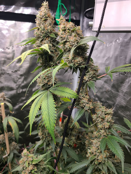 36_og_cannabis_seeds 36 OG fully Grown out. Big long buds and great yielding plant.