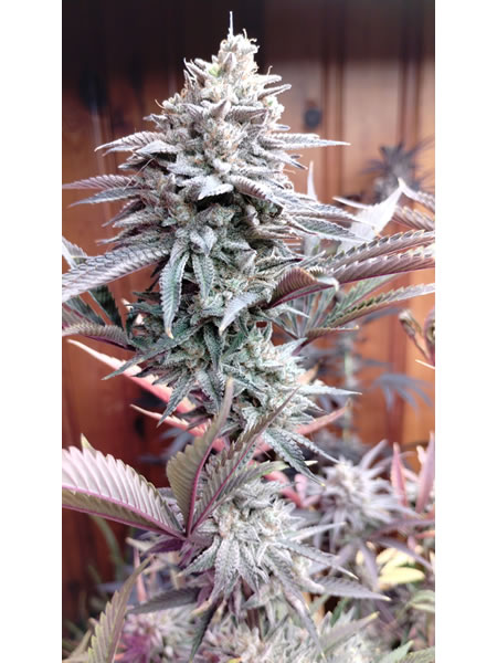 Bogglegum_x_BOG_Sour_Bubble_1 BOG Boggle x BOG Sour Bubble picture of the white encrusted buds