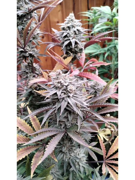 BOG Boggle x BOG Sour Bubble picture of the white encrusted buds
