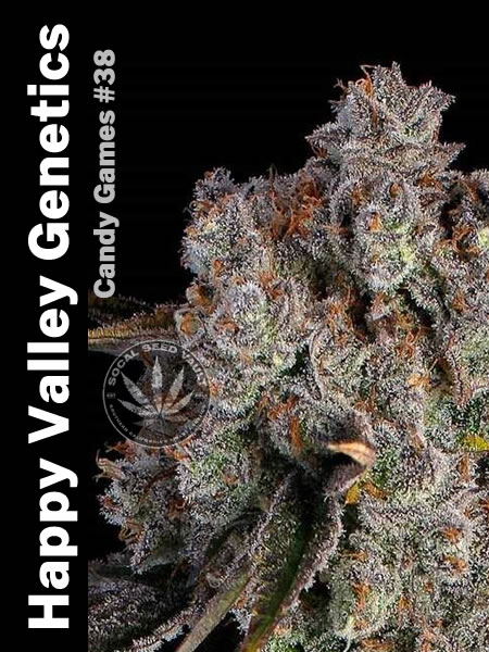 Candy_Games_38_Happy_Valley_1 Happy Valley Genetics Candy Games #38 fully grown out with bud pictures