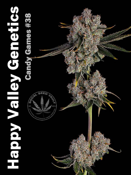 Candy_Games_38_Happy_Valley_2 Happy Valley Genetics Candy Games #38 fully grown out with bud pictures