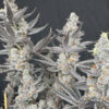 DIamond_Daggers_Solfire_Gardens_1 Diamond Daggers by Solfire Gardens fully grown out and pictures of the buds. Almost a white