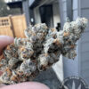 DIamond_Daggers_Solfire_Gardens_2 Diamond Daggers by Solfire Gardens a guy holding a pictures of the buds. It's super frosty.