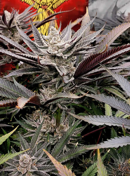 FX3_Solfire_Gardens_Socal_Seed_Vault SolFire Gardens FX3 fully Grown out and breed by