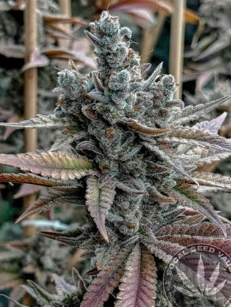 Lemon_Elixir_Solfire_Gardens_Socal_Seed_Vault Lemon Elixir by SolFire Gardens all grown out and long buds