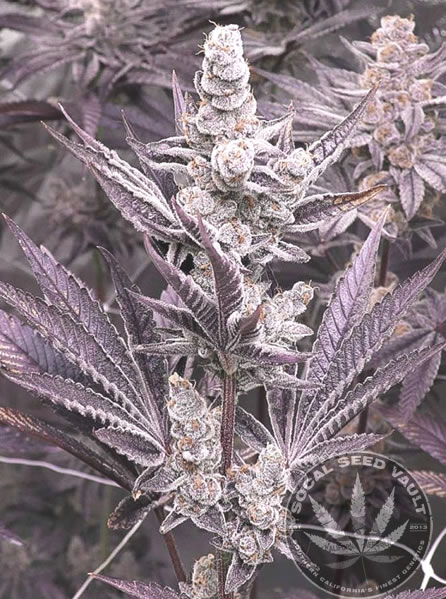 Lil_Sumpin_Sumpin_Solfire_Gardens_Socal_Seed_Vault_2 Solfire Gardens Lil Sumpin Sumpin cannabis strain grown out