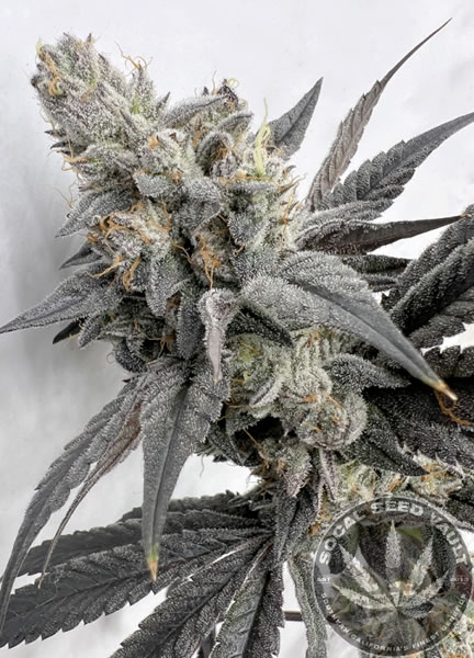 Mega_Mind_Solfire_Gardens_Socal_Seed_Vault_2 Mega Mind by SolFire Gardens grown out and nice bud colas in the picture
