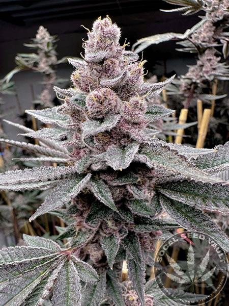 Miami_Madness_Solfire_Gardens_Socal_Seed_Vault_2 Miami Madness by SolFire Gardens bud and plant grown out
