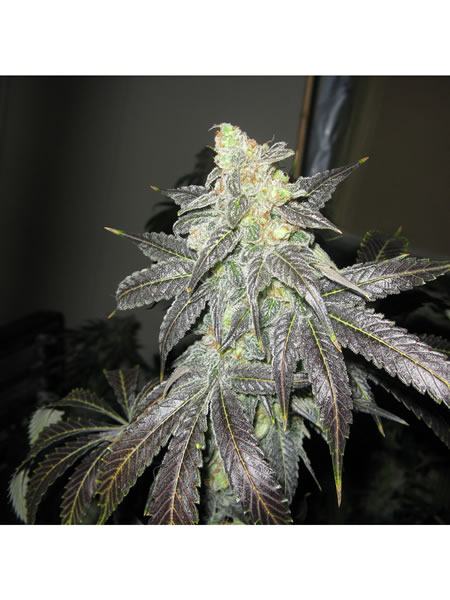 Pineapple_Chakra_Feminized_Seeds Sharkys Pineapple Chakra Feminized cannabis seeds picture of them grown out