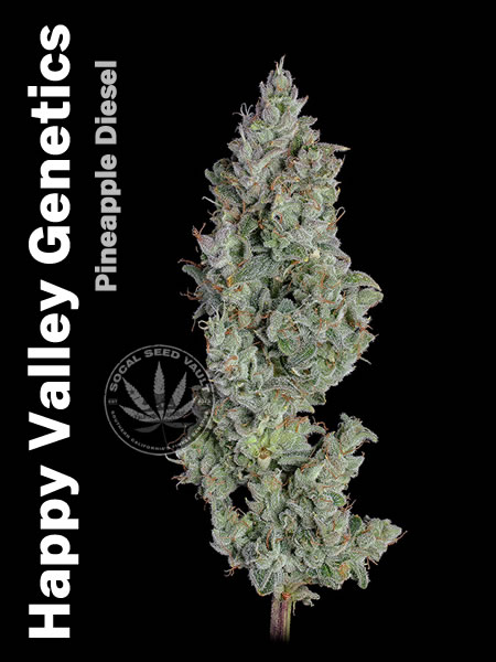 Pineapple_DIesel_Happy_Valley Pineapple Diesel by Happy Valley Genetics picture of the plant grown out. Stick buds