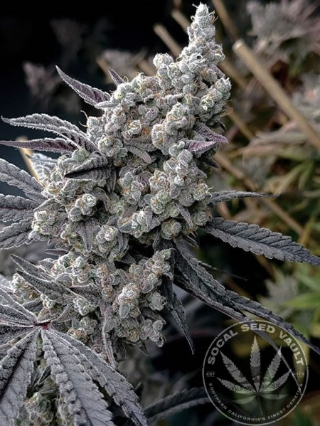 Pineapple_pucker_Solfire_Gardens_Socal_Seed_Vault_2 Pineapple Pucker by SolFire Gardens fully grown out plant. Cannabis plant that was grown from Seeds
