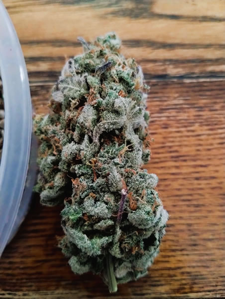 Sharkys_Genetics_Blackberry Sharkys Genetics Old School Blackberry Feminized Cannabis Seeds