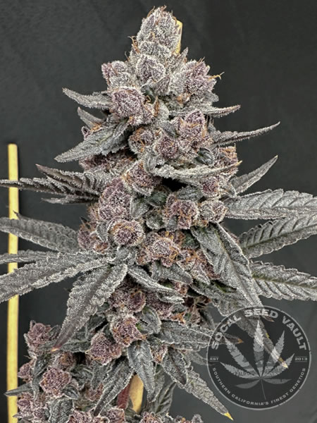 Sinferno_Solfire_Gardens_Socal_Seed_Vault Sinferno by SolFire Gardens a picture of the strain all grown out and with a solid cola bud