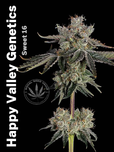 Sweet_16_Happy_Valley_1 Happy Valley Genetics Sweet 16 fully grown out bud picture