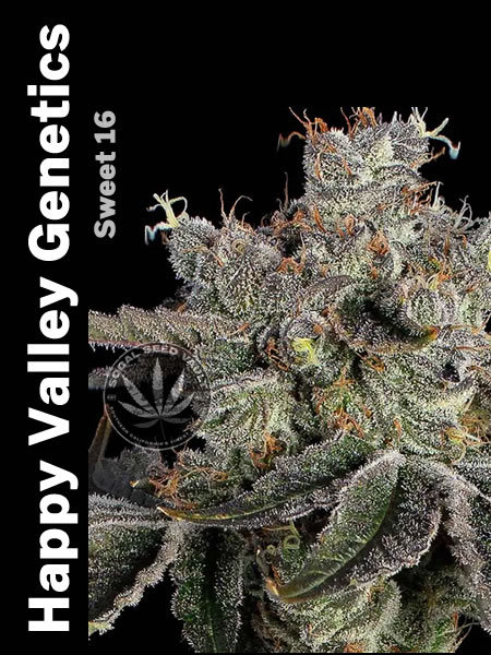 Happy Valley Genetics Sweet 16 fully grown out bud picture