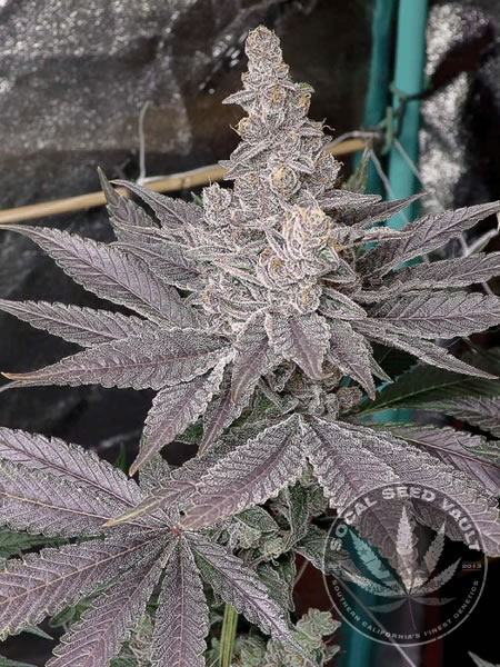 Swolfire_Solfire_Gardens_Socal_Seed_Vault Swolfire by SolFire Gardens fully grown out and large Bud Cola
