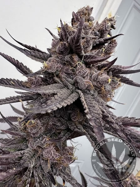 Trap_God_Solfire_Gardens_Socal_Seed_Vault Trap God by SolFire Gardens grown out indoors