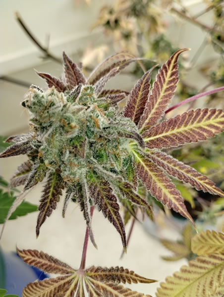 Truffle Treats S1 By Sharky Genetics . Picture of the bud and amazing magenta color leaves