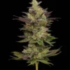 89-x-CD-1-scaled-1-jpg Chem D-Light by Green Bodhi - 11 Regular Seeds