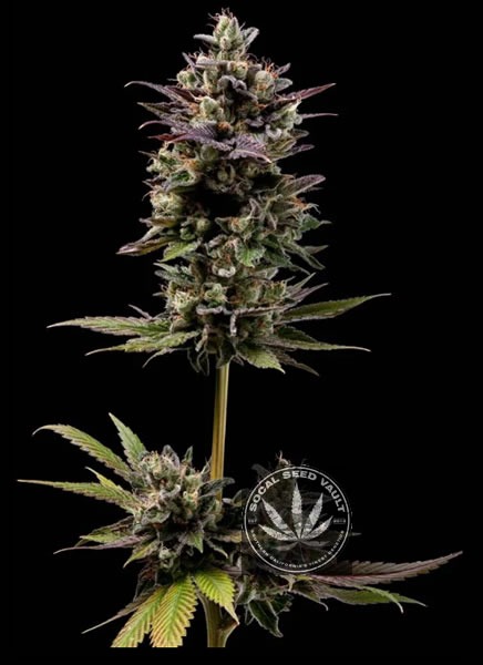 Chem D Light by Green bodhi Chem D Light by Green Bodhi