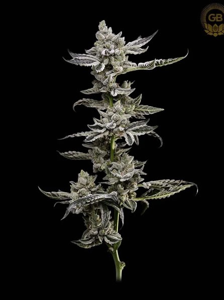 Green Bodhi PLatinum Affie 1 Green Bodhi Platinum Affie