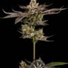 Lemon_Lights Northern Lemons by Green Bodhi - 11 Regular Seeds