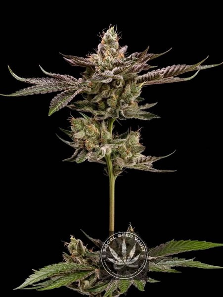 Lemon_Lights Northern Lemons by Green Bodhi - 11 Regular Seeds