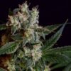 Loas-OG-Green-Bodhi Green Bodhi - Laotian OG, 11 Regular Seed pack