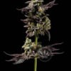 Northern Runtz by Green Bodhi - 11 Regular Seeds