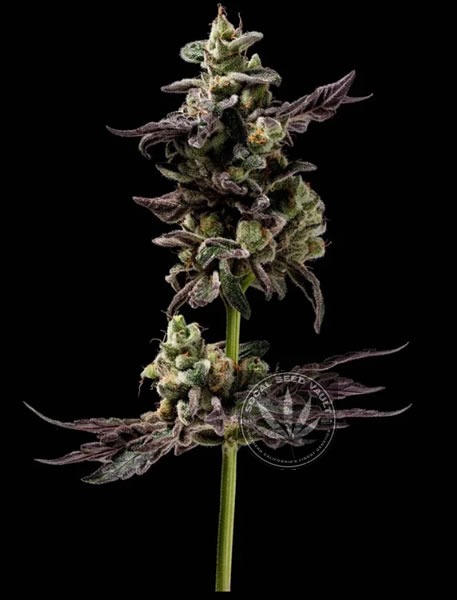Northern Runtz - Green Bodhi Genetics Northern Runtz by Green Bodhi - 11 Regular Seeds