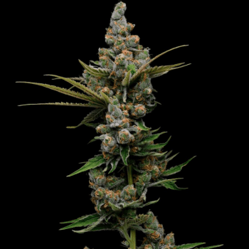 guava slushy strain by Green Bodhi